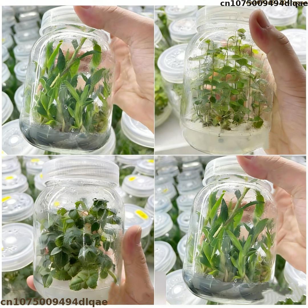 Agar Tissue Culture - 식물 조직 배양용 아가르 분말, 높은