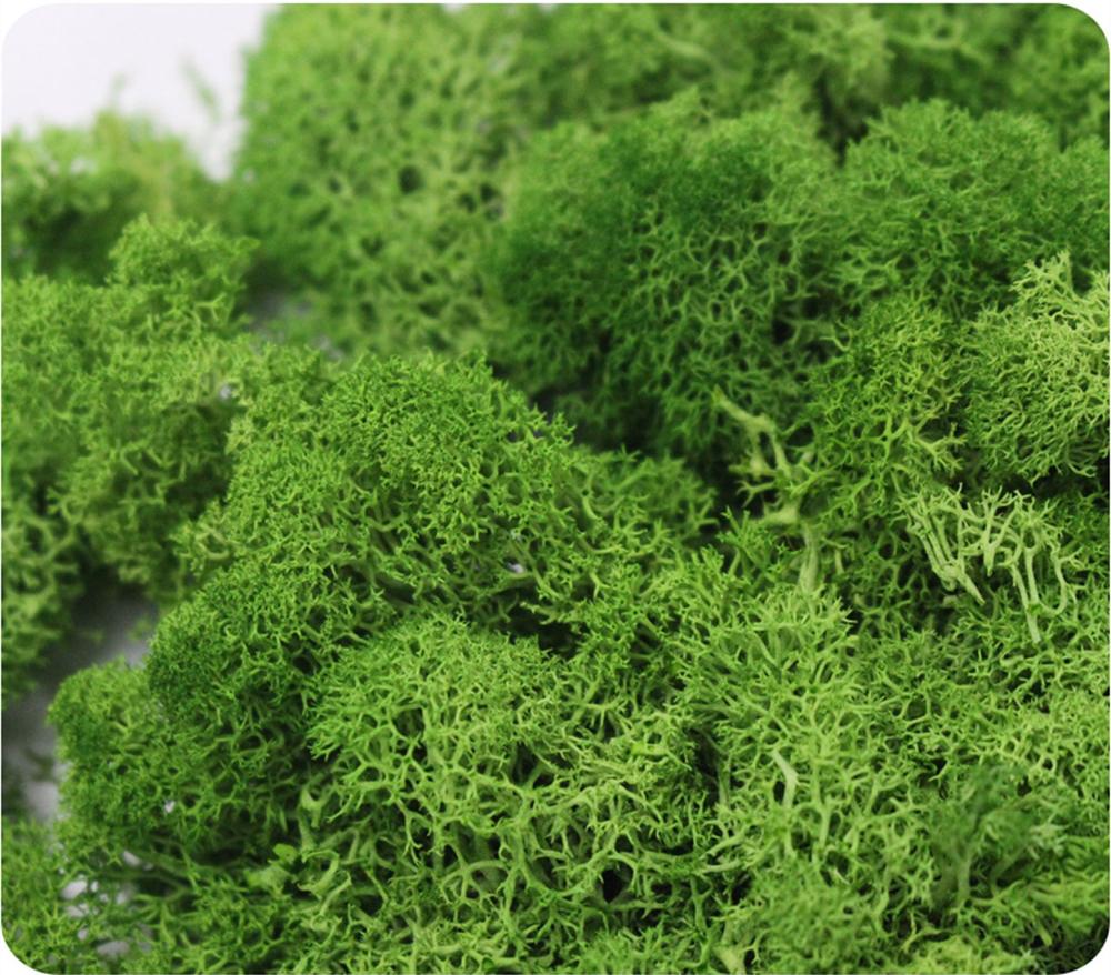 인공 식물 영원한 생명 이끼 정원 홈 웨딩 크리스마스  - Sphagnum Moss Dry 리뷰 및 가격