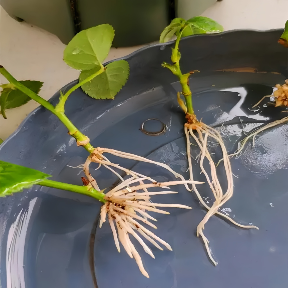 3-인돌아세트산 IAA 옥시나 인돌-3-일아세트산 99 - Rooting Hormone Powder 리뷰 및 가격