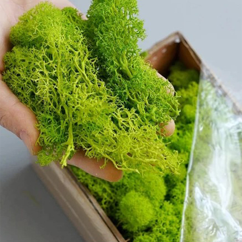 인공 녹색 식물 영원한 생명 이끼 잔디 패밀리 룸 정원 - Sphagnum Moss Dry 리뷰 및 가격